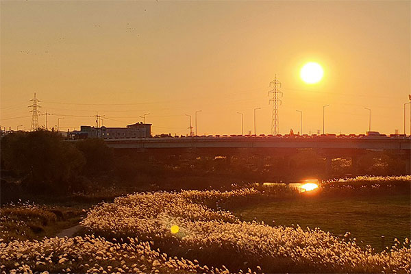 원평나루 갈대숲